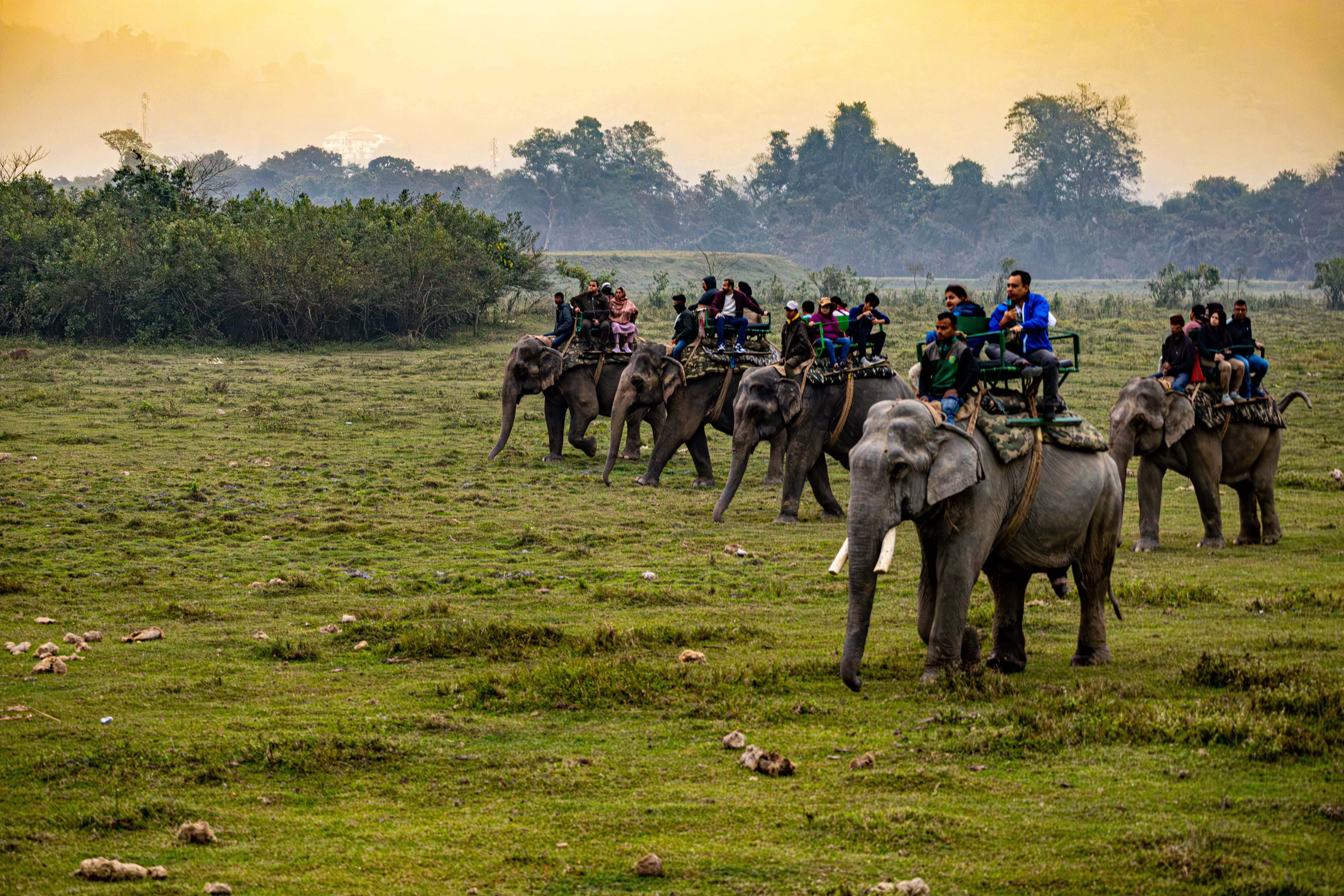 how to market & promote jungle safari business in nepal?