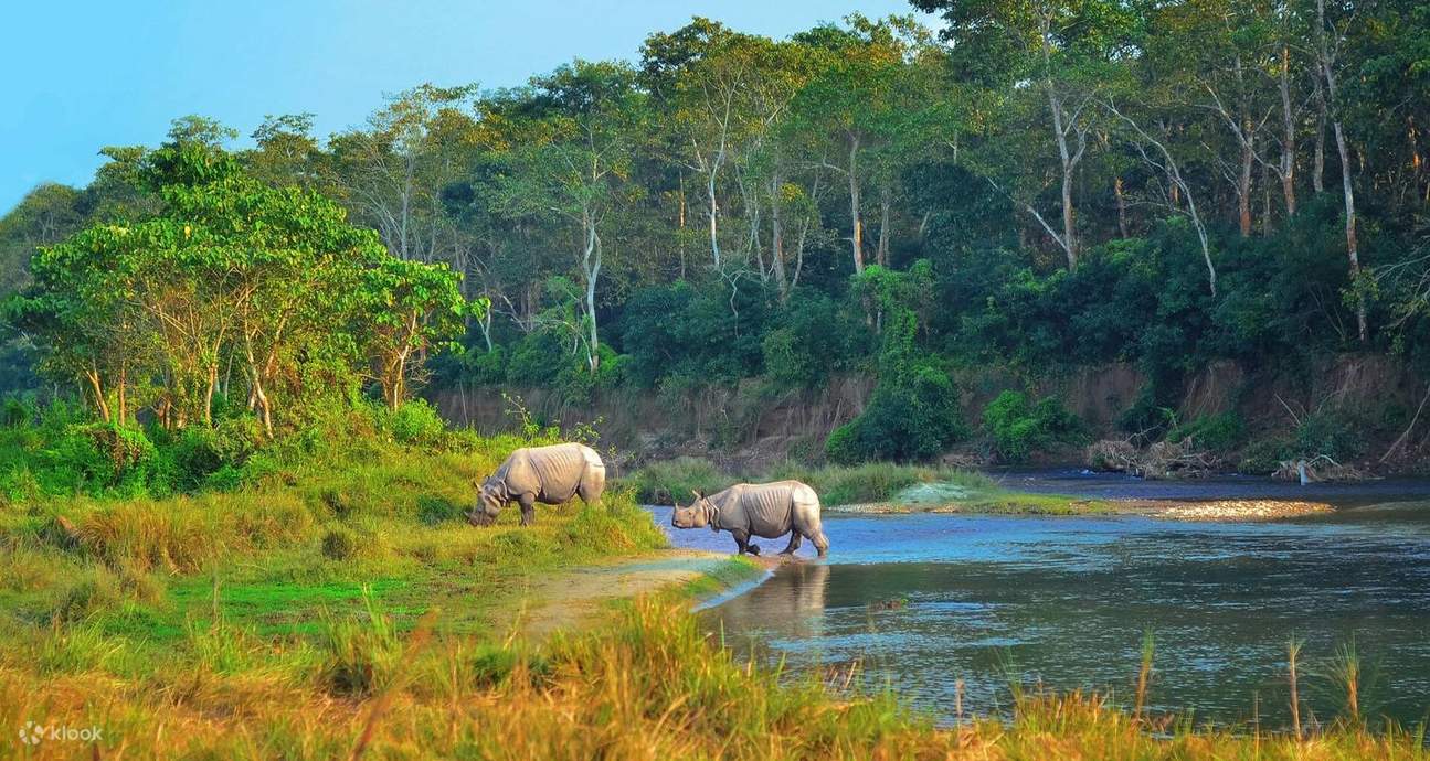Rhinocerous crossing the river during summer